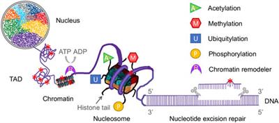 Epigenetic Regulation of Nucleotide Excision Repair